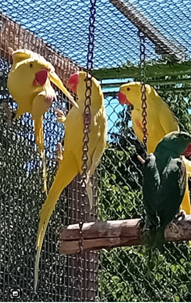 ALEXANDER VEĽKÝ - lutino