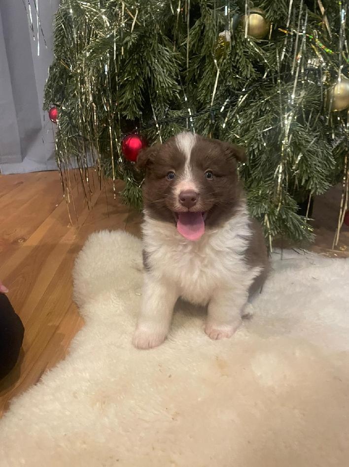 Border kolie štěňátka