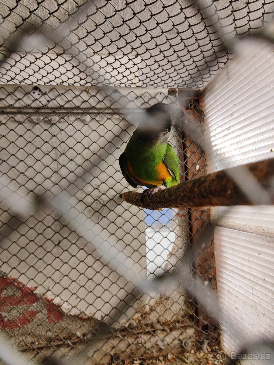 Papoušek senegalský