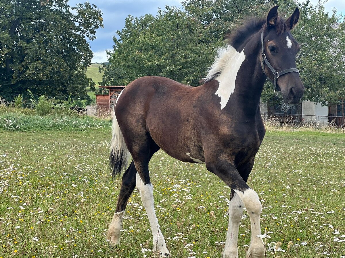 Barock pinto kobylka - Rezervovana