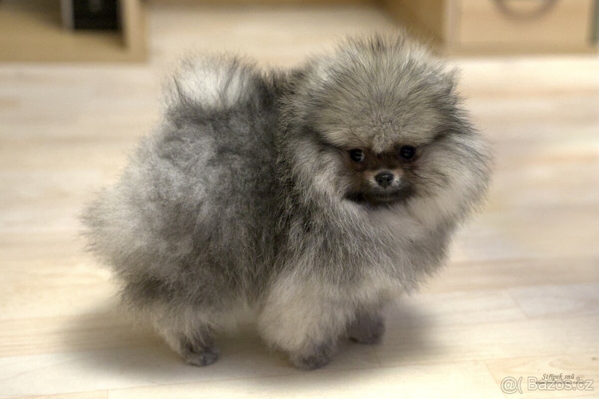 Pomeranian s PP FCI