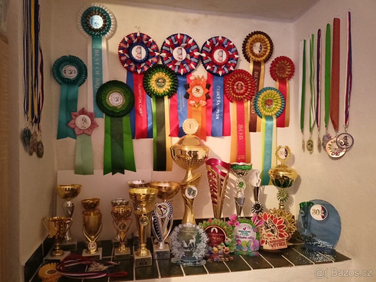 Kavkazský pastevecký pes