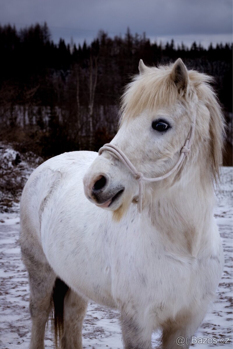 Welsh pony
