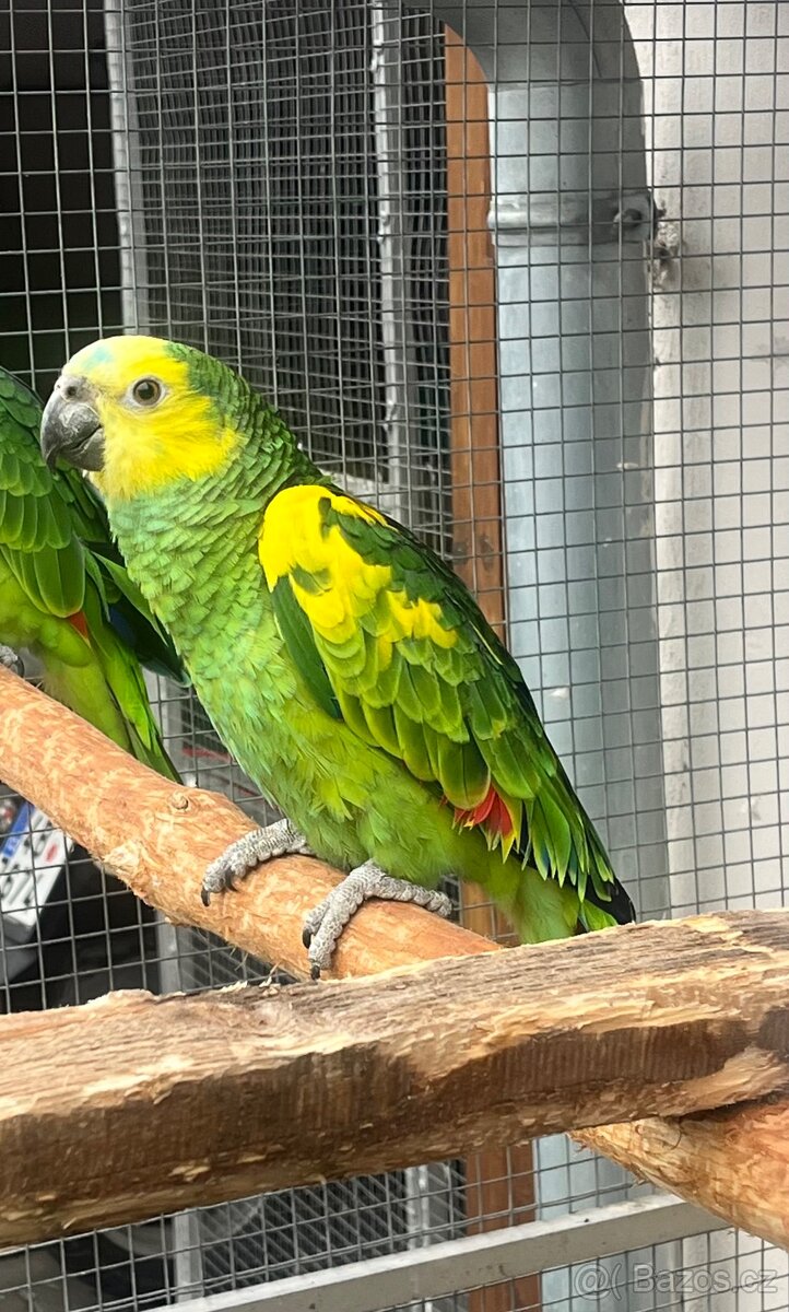 Amazonan modrocely xanthopteryx