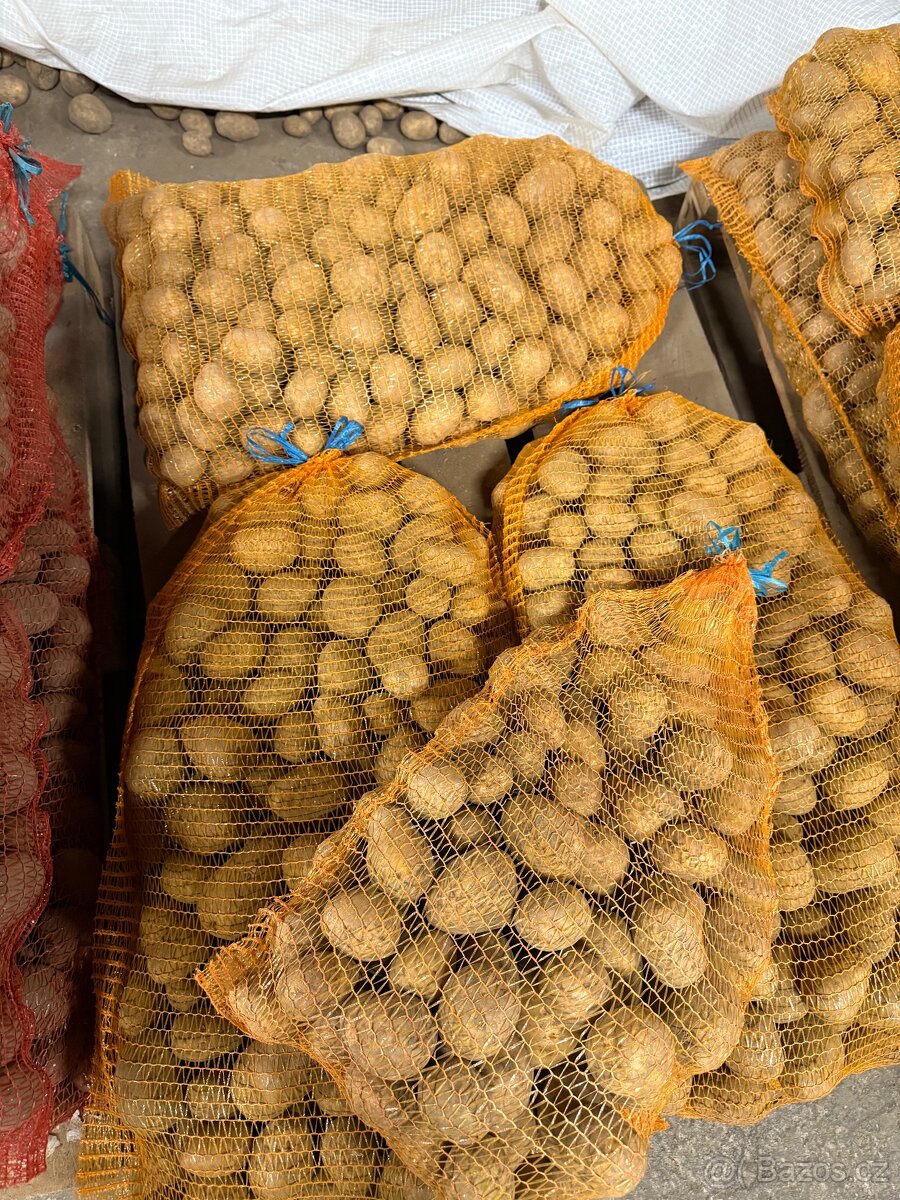 Brambory na uskladnění