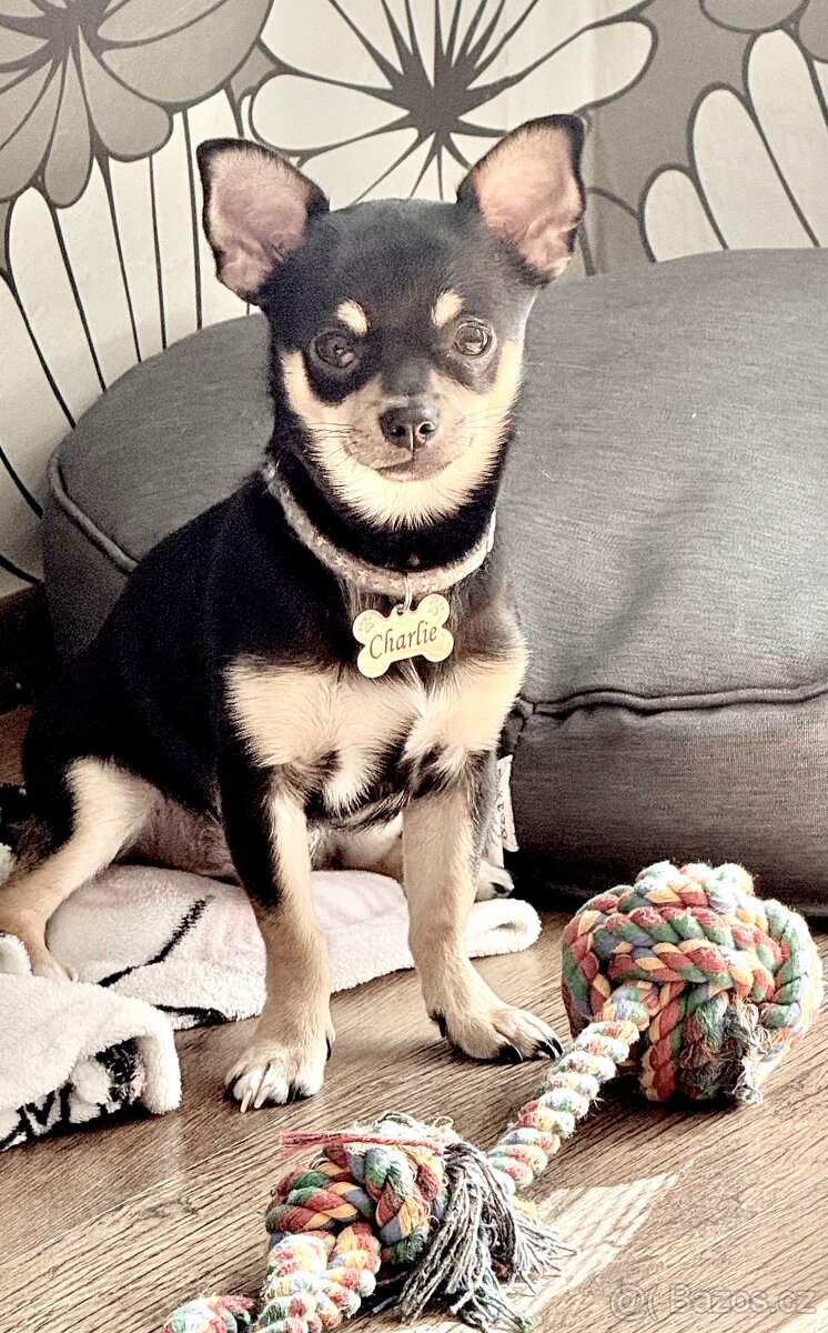 Nabízím připuštění pejska