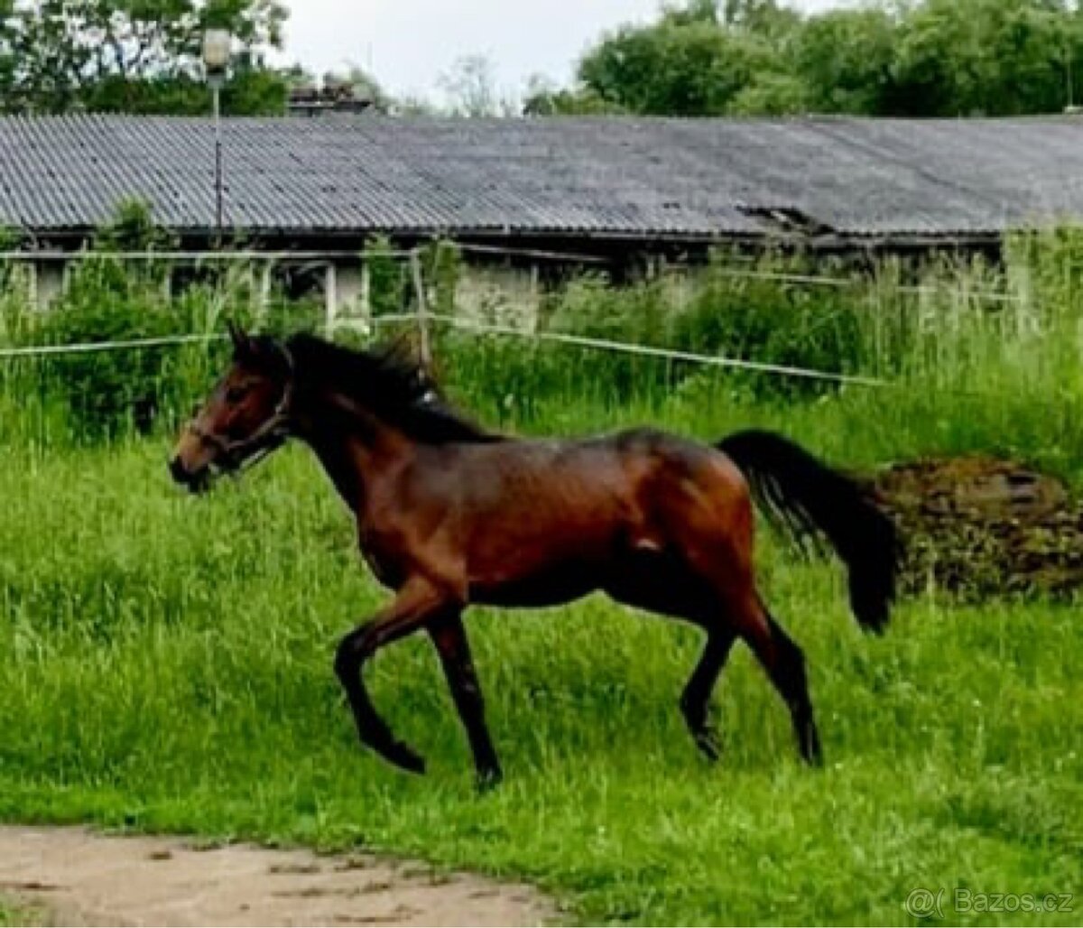 Prodám mladého valacha