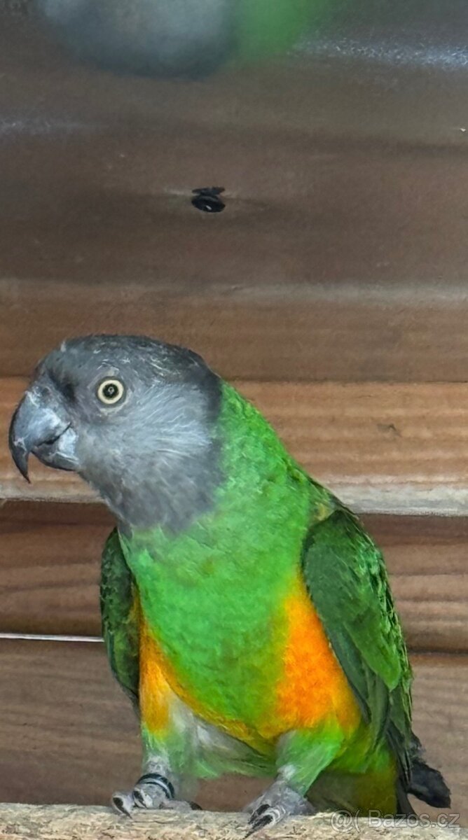 Papoušek senegalsky