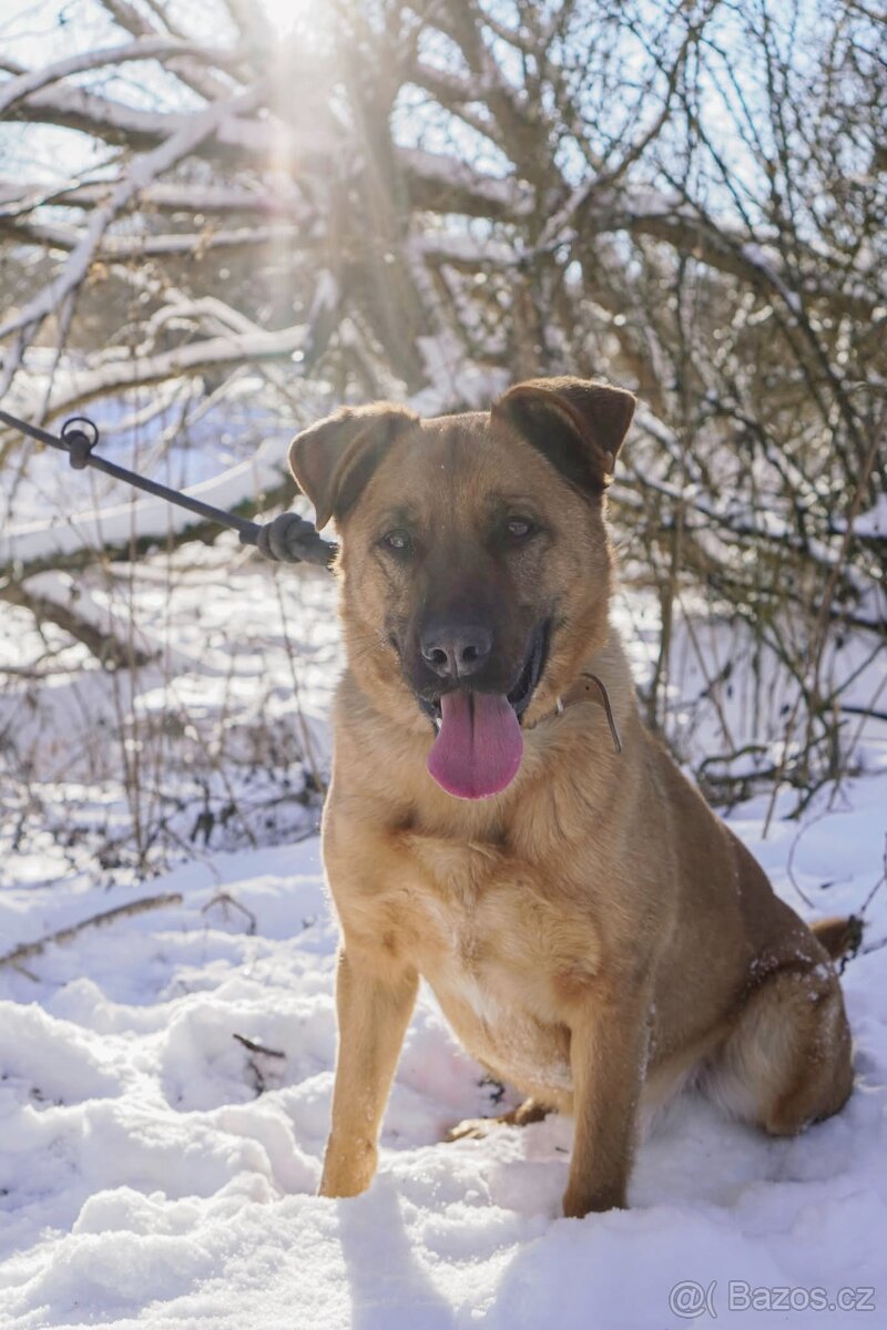 YOGI - kastrovaný psík 4 roky