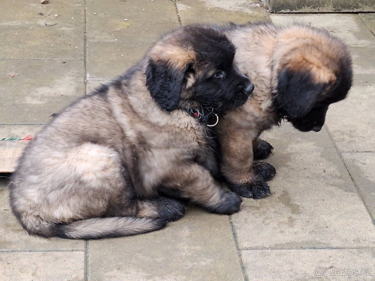 Leonberger s PP – štěňátka pejsek a fenka