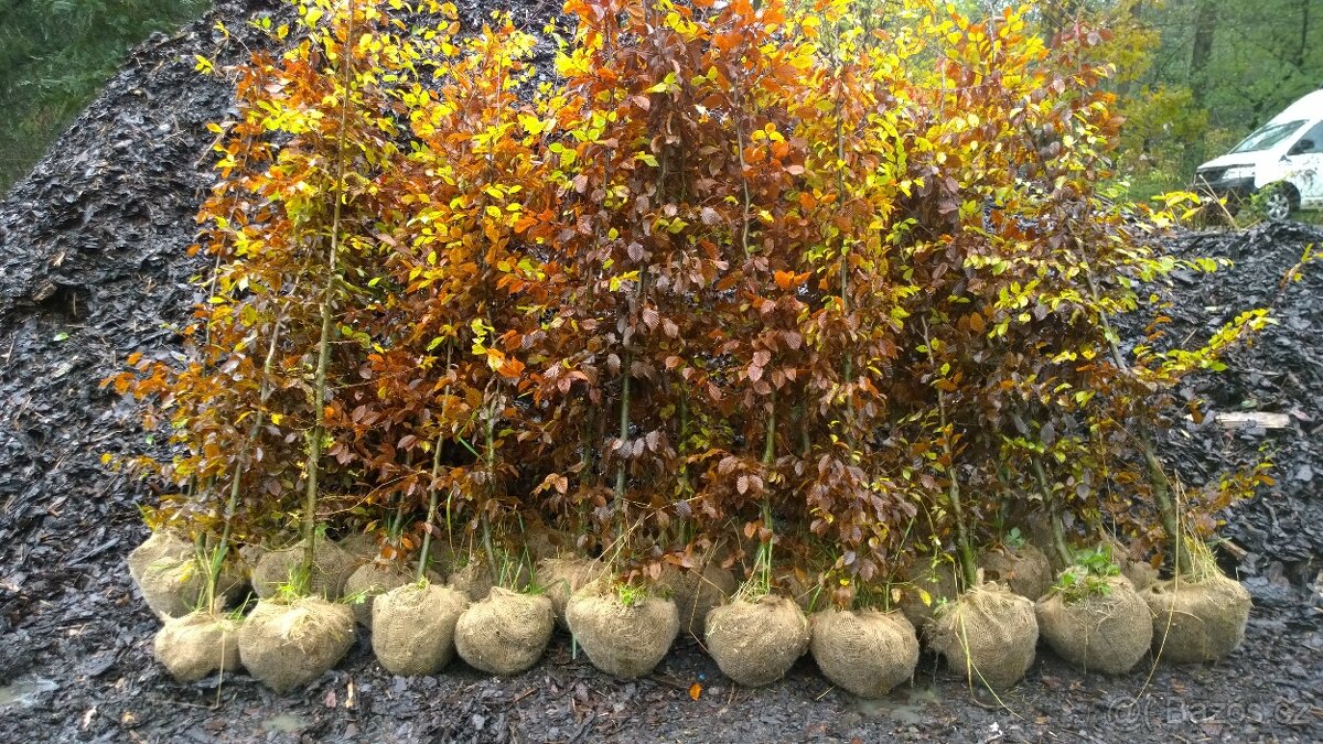 Habr - Carpinus - živý plot