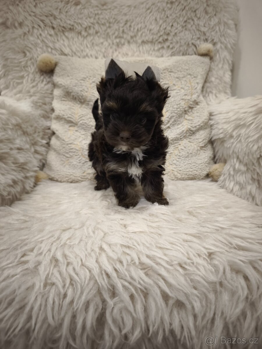 Jorkšírský teriér - čokoládový pejsek s PP