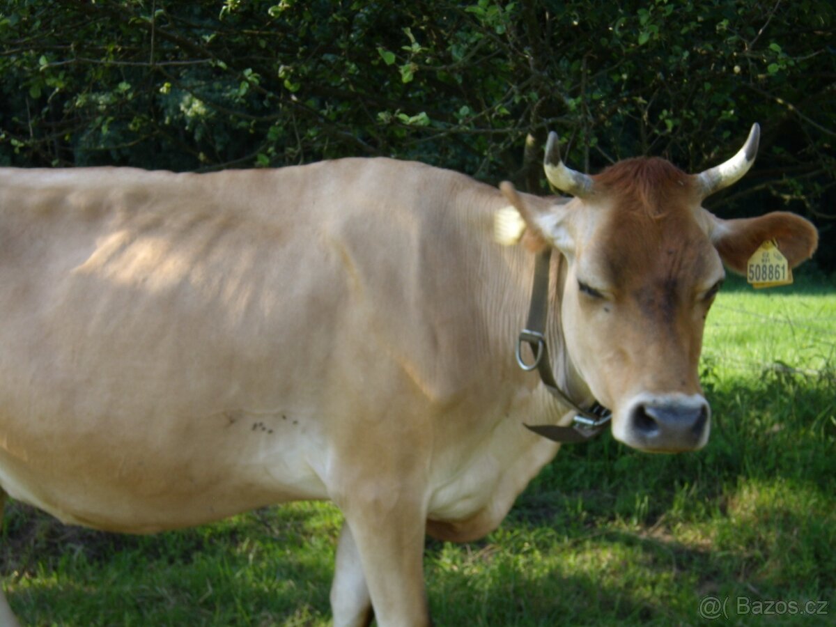 PRODAM POZEMKY
