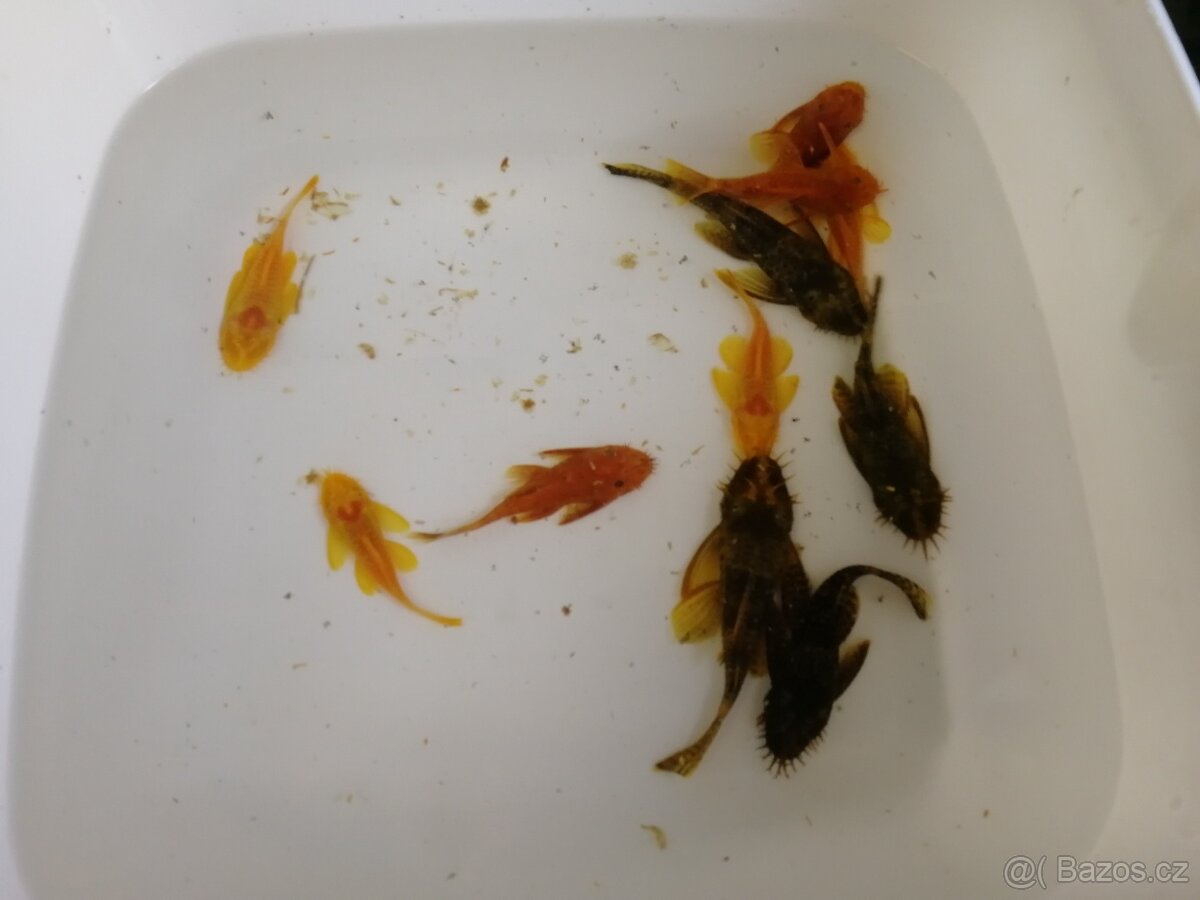 Mladé ancistrus super red, gold, černý 3,5cm