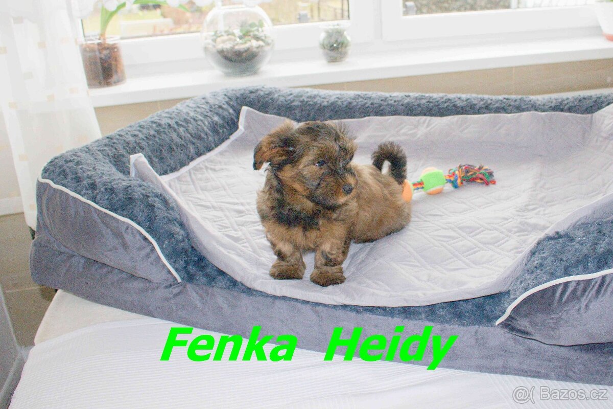 Havanský psík s PP