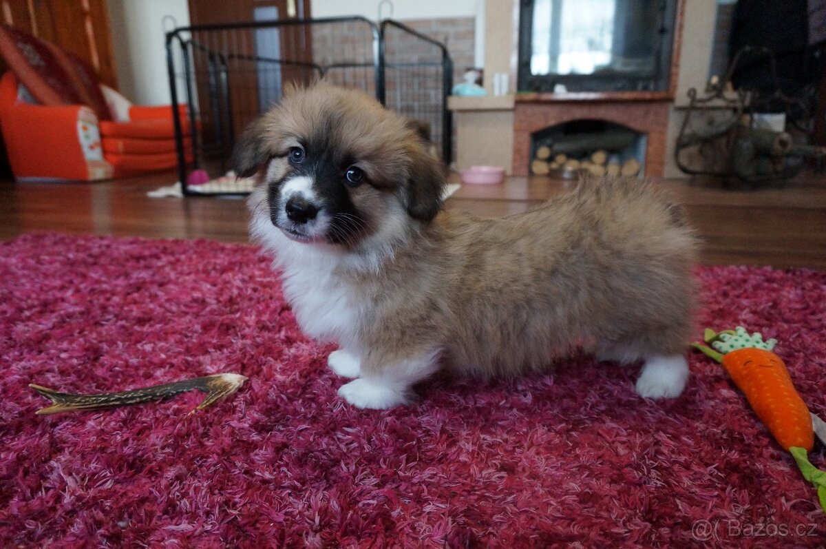 Welsh Corgi Pembroke