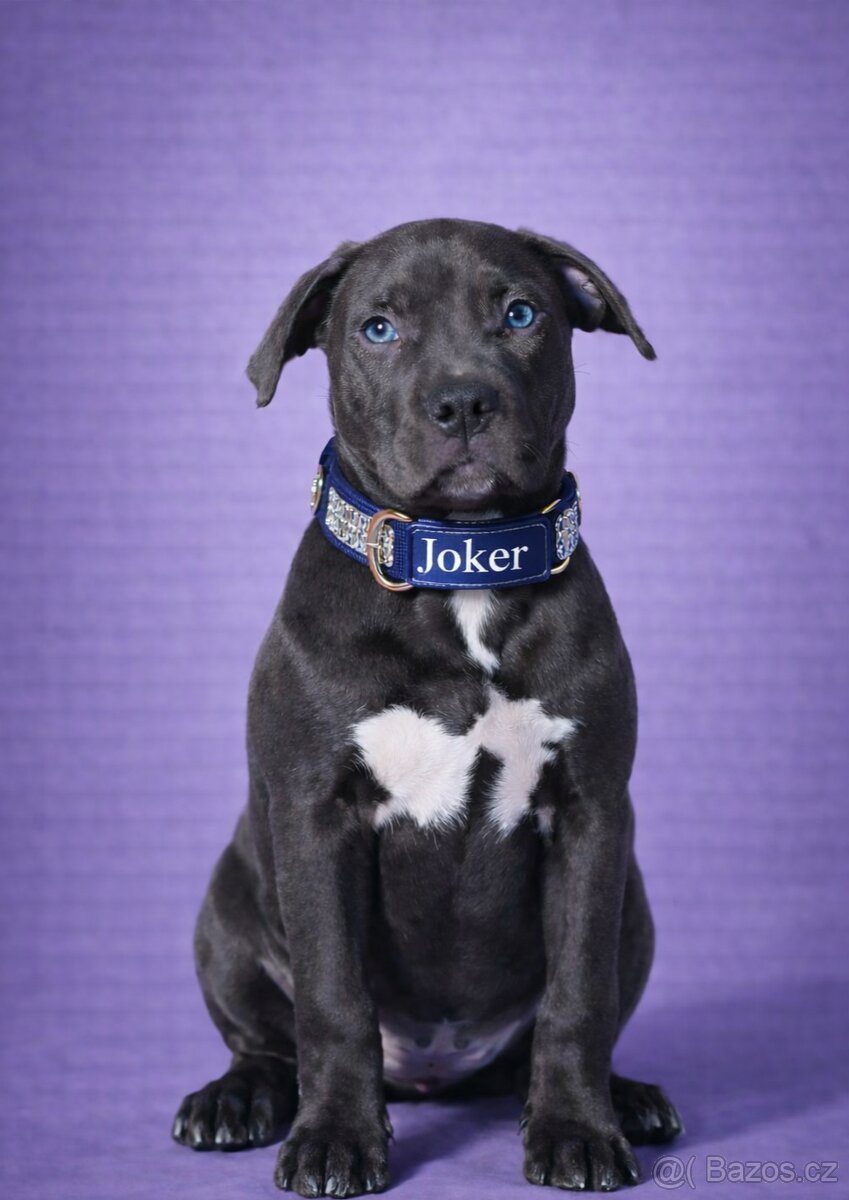 Štěňata American Bully XL/XXL s pp