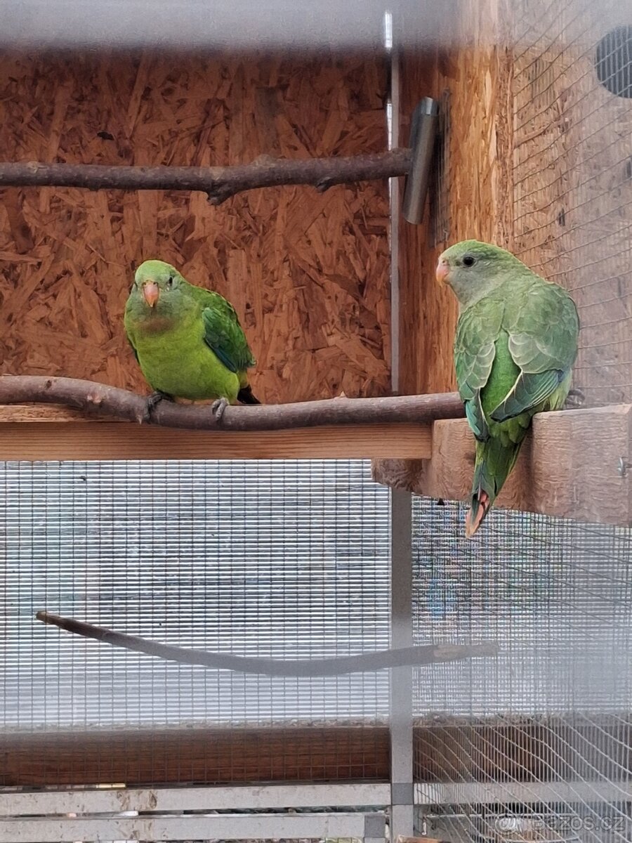 Papoušek nádherný