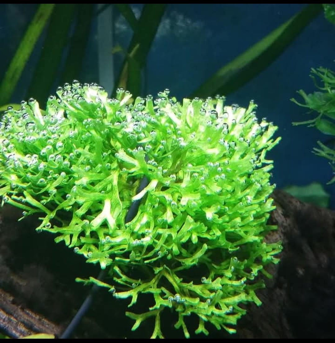 Prodám akvarijni rostliny Riccia