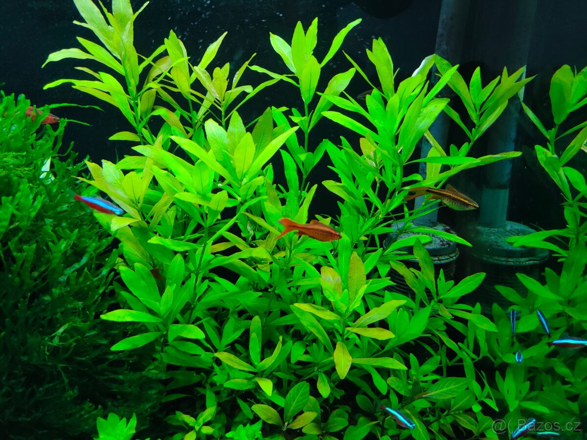 Prodám akvarijni rostliny Hydrophila polysperma