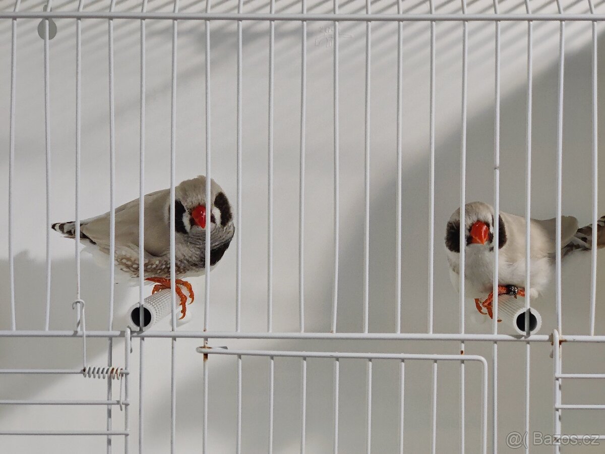 Výstavní zebřičky