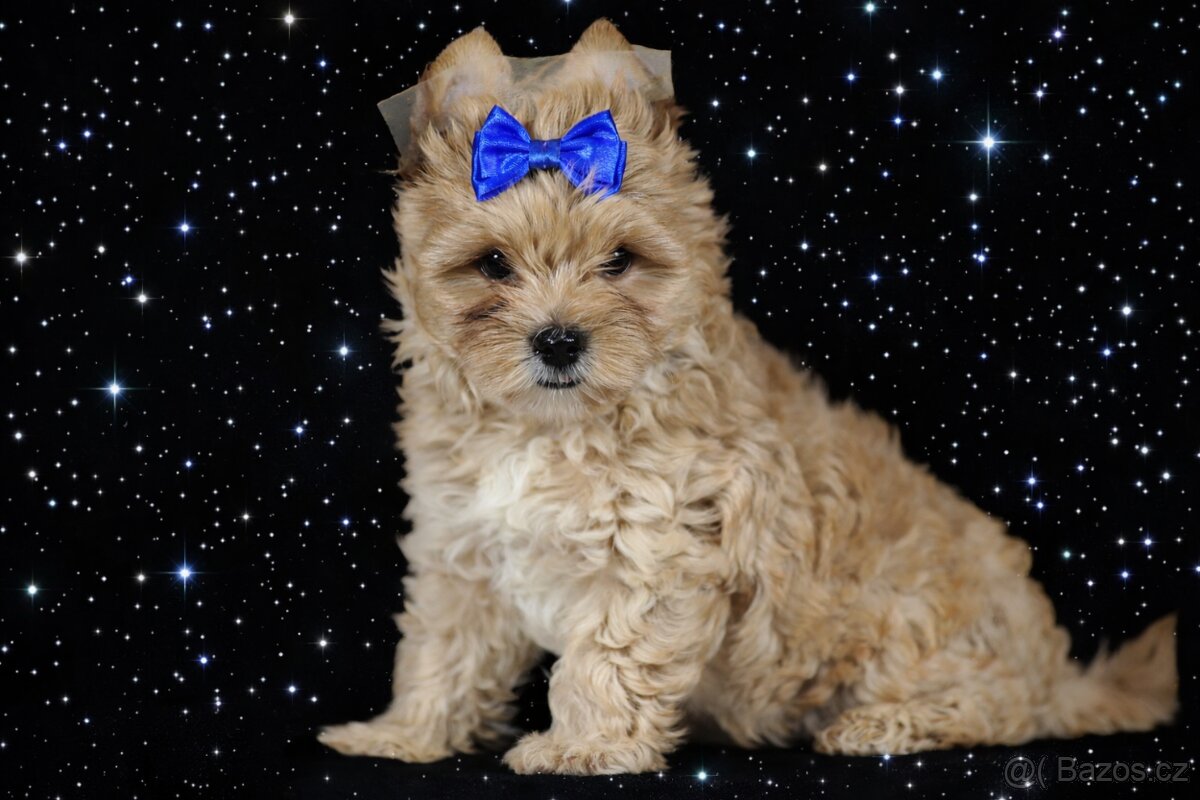 Golddust jorkšírský teriér ,Yorkshire, klouček s PP,duben