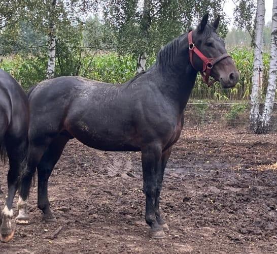 Slezský hřebec, 3 roky