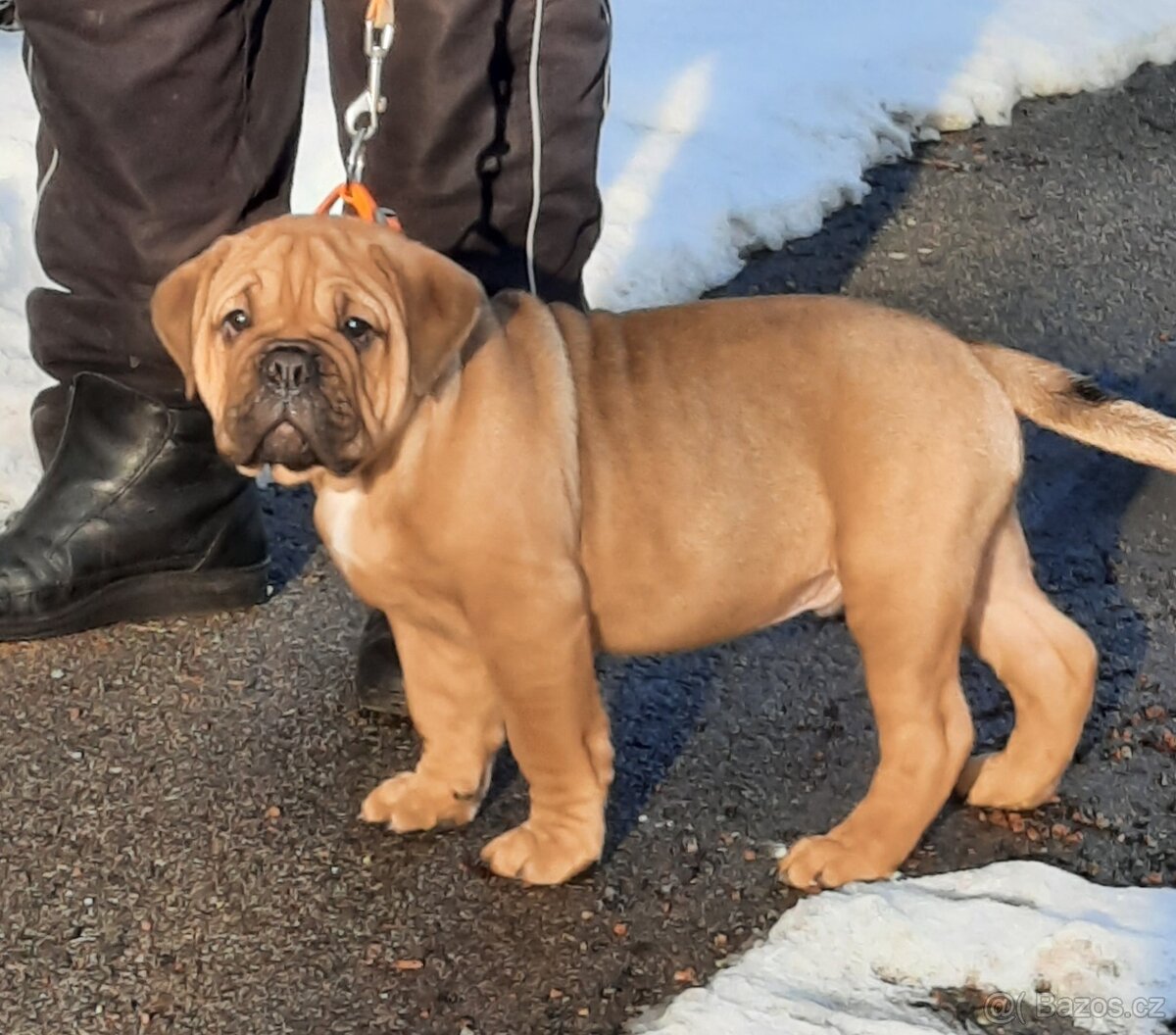 Kontinentální buldok - Continental Bulldog