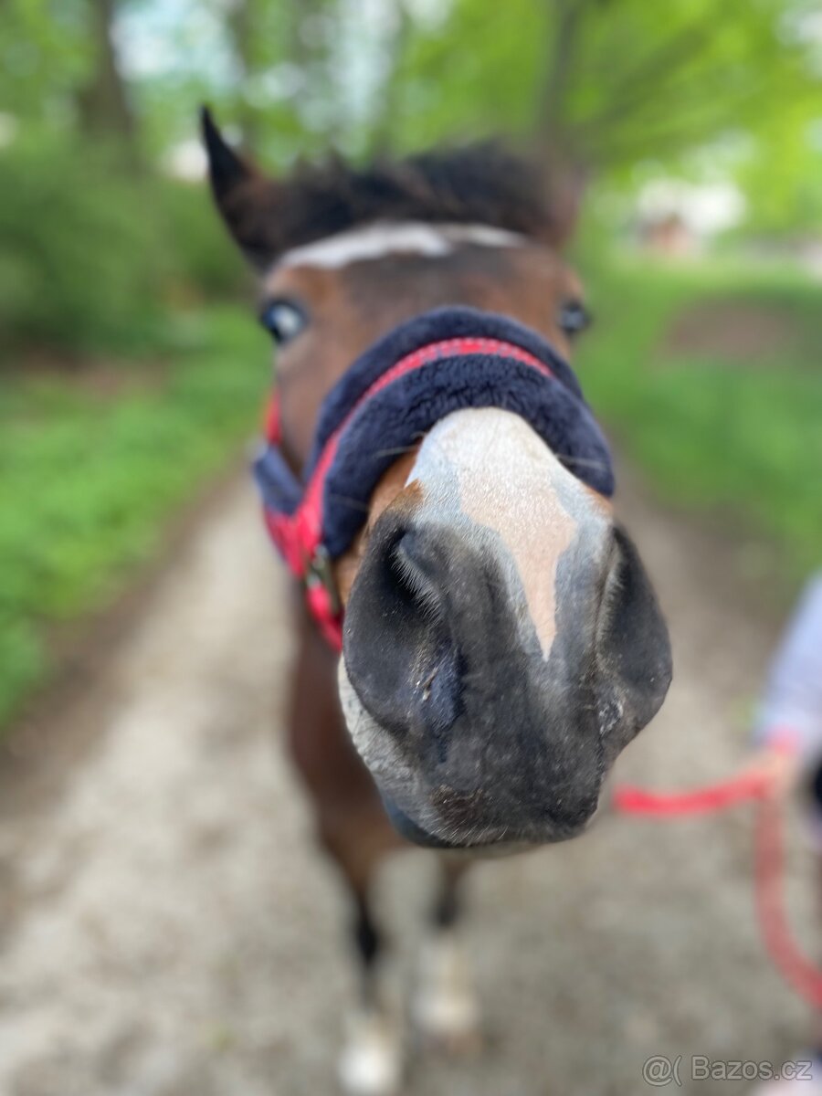 Pony KHV 134 cm (kat.A) 9 letý poník