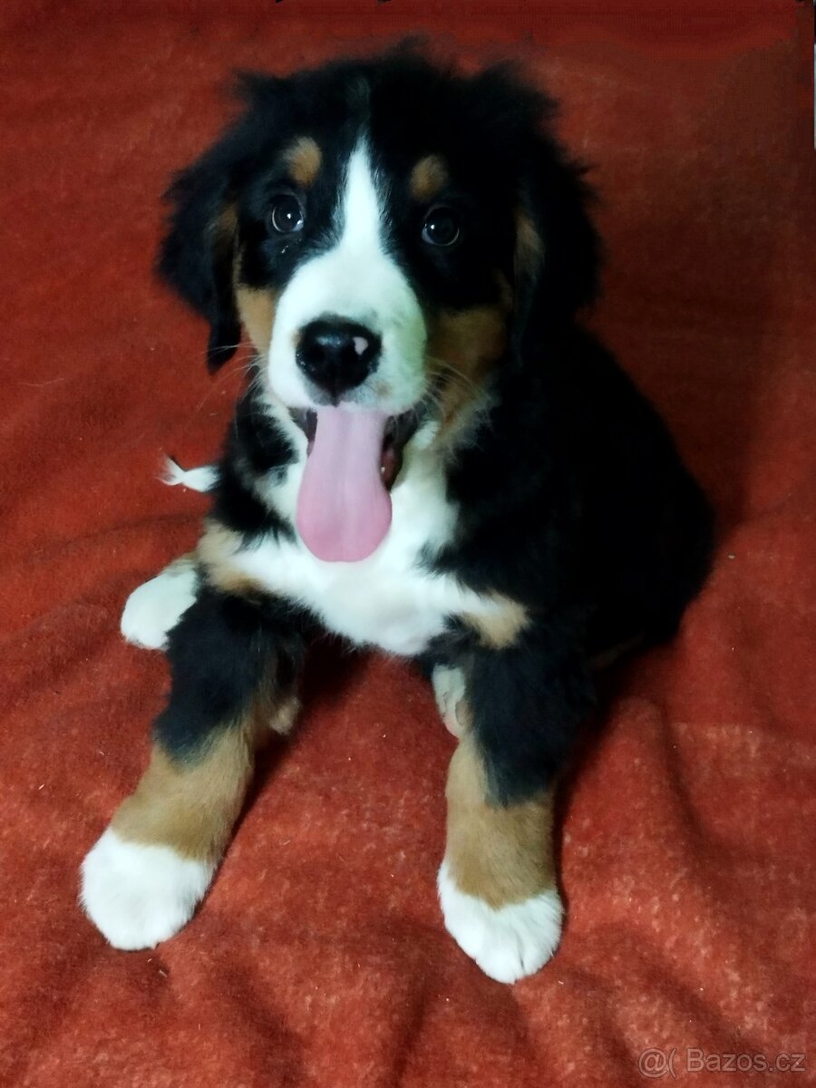 Bernský salašnický pes