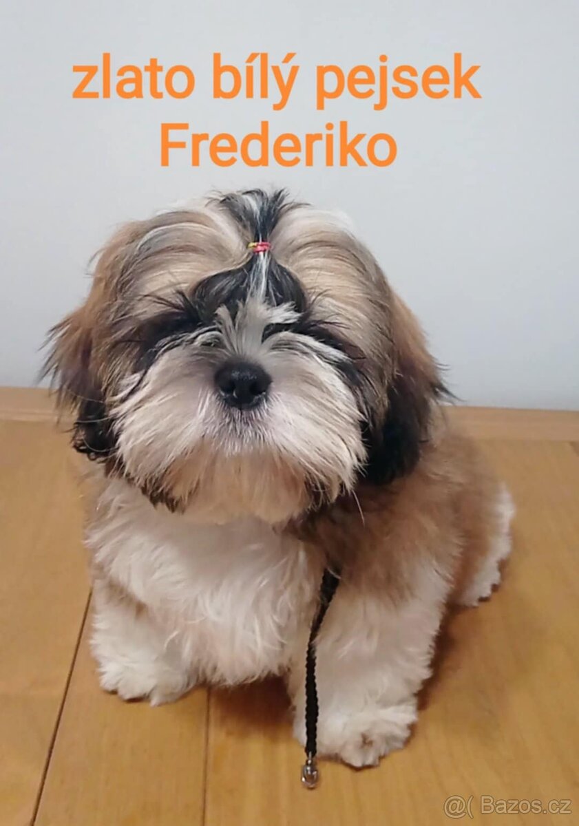 Shih-tzu štěňátka s PP
