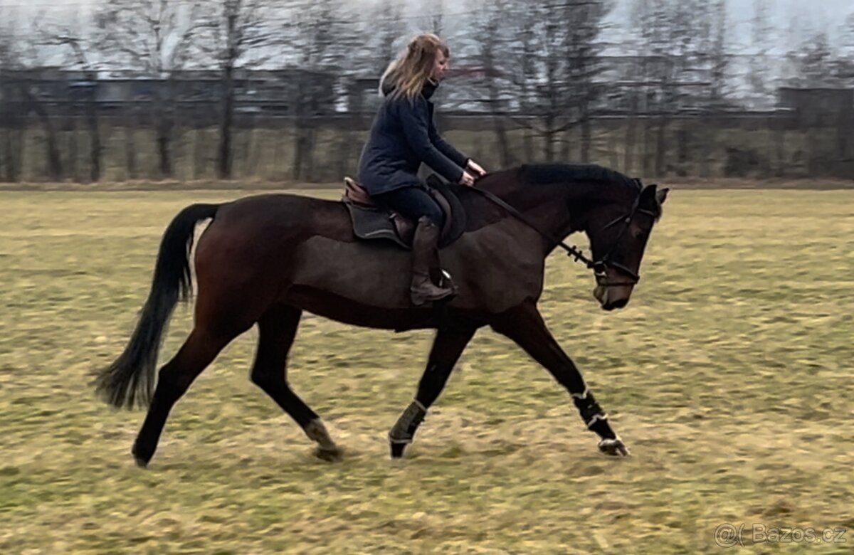 Hodná kobylka-video