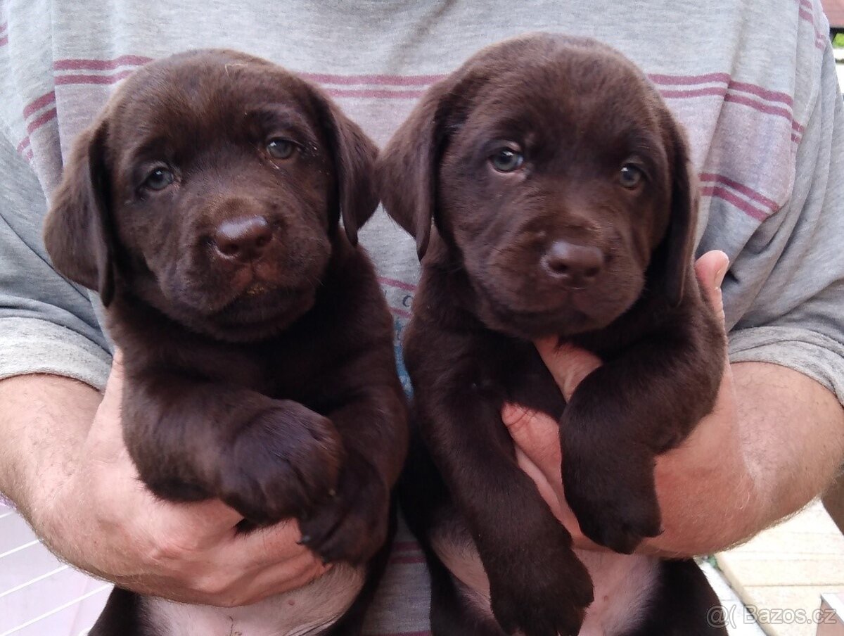 Labradorský retrívr s PP