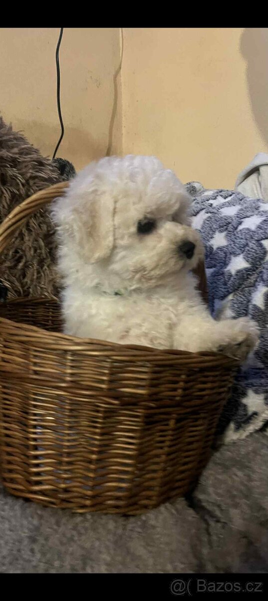 Štěňátko bišonek s PP