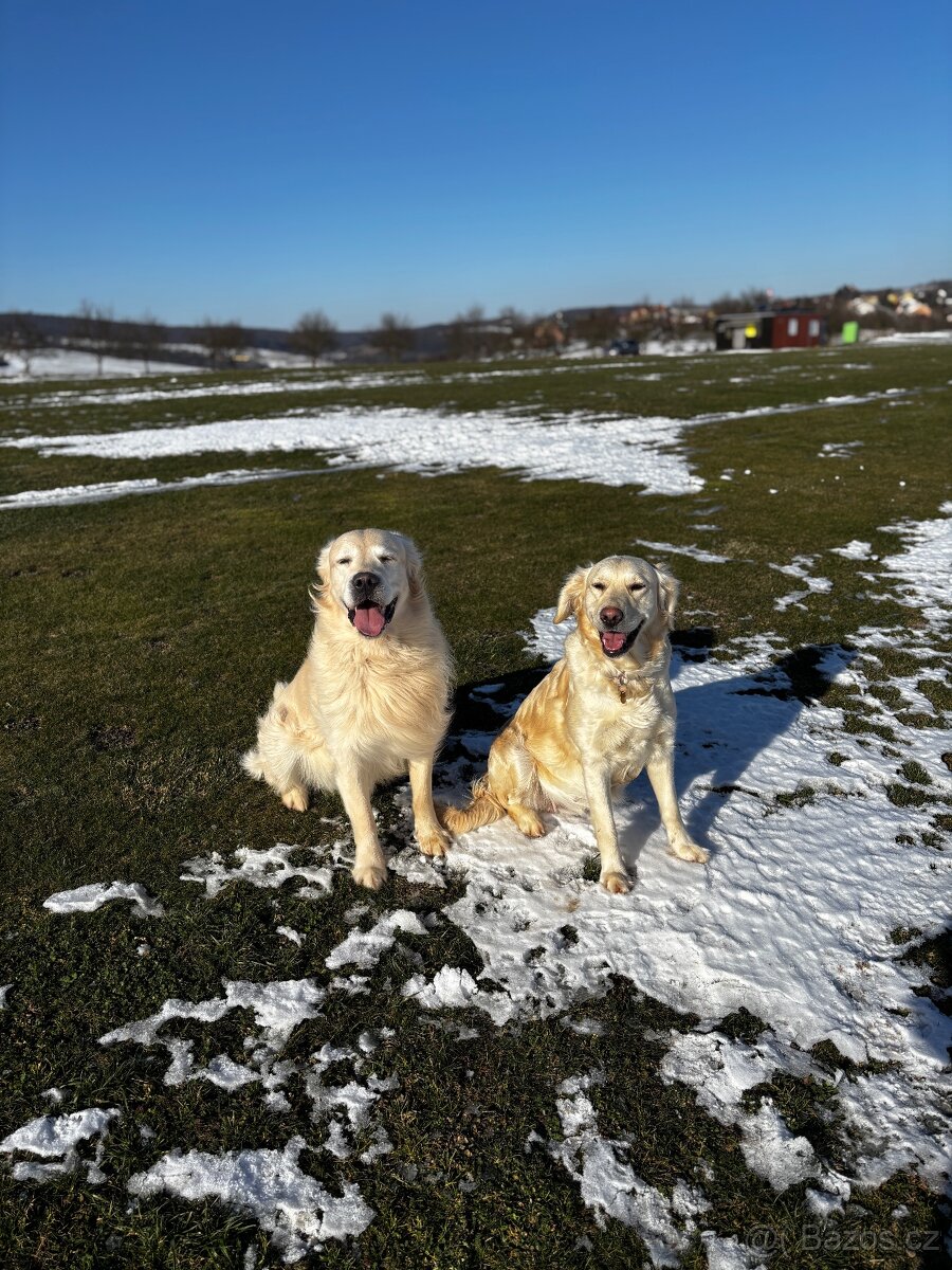 Štěňátka Zlatého retrívra bez PP, VOLNÝ PES