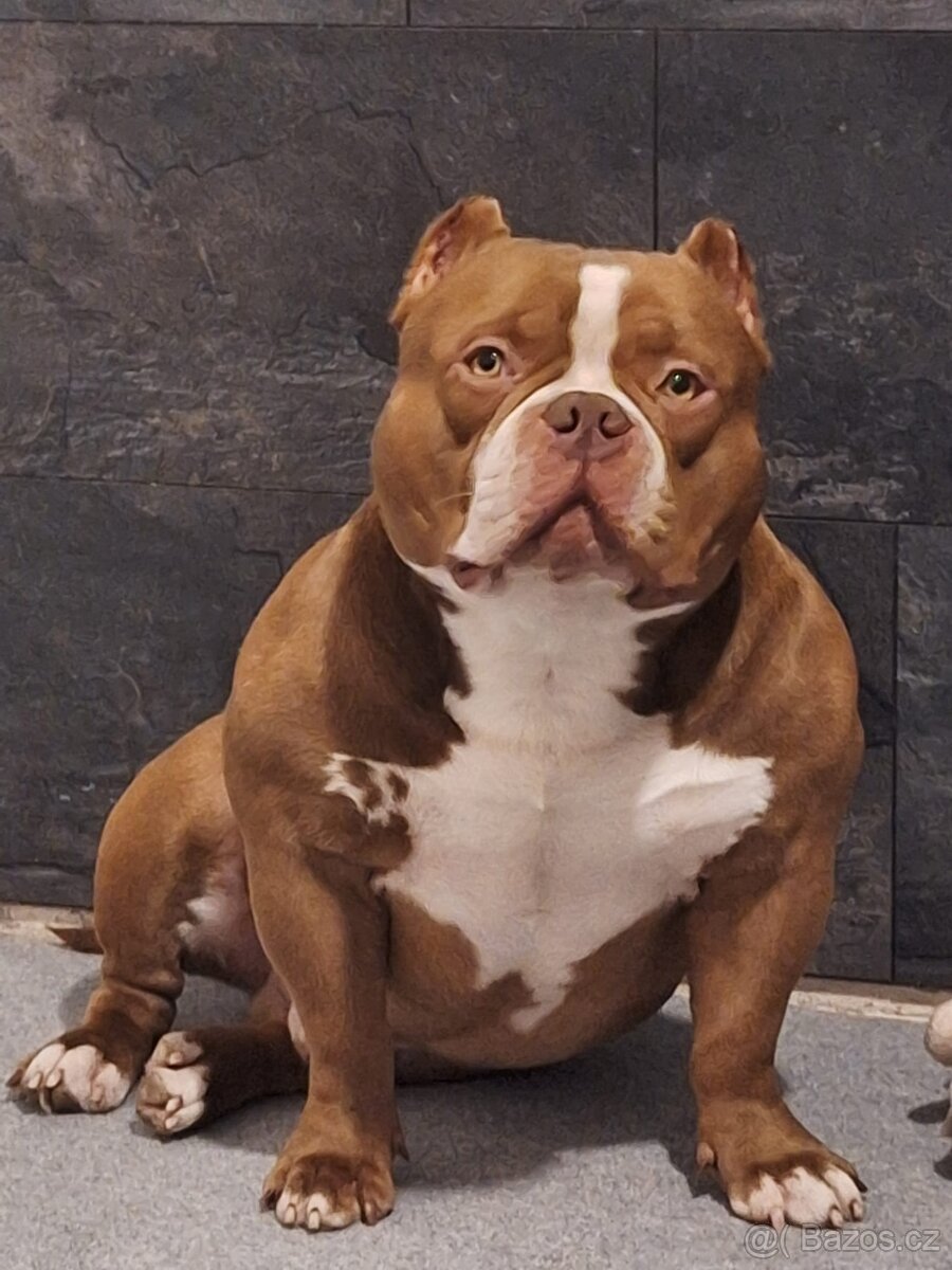 American bully pocket pp abkc krytí