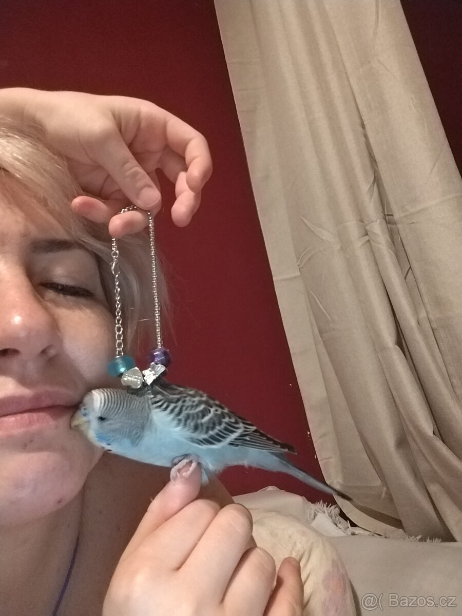 Poptavam Andulku na dokrmeni