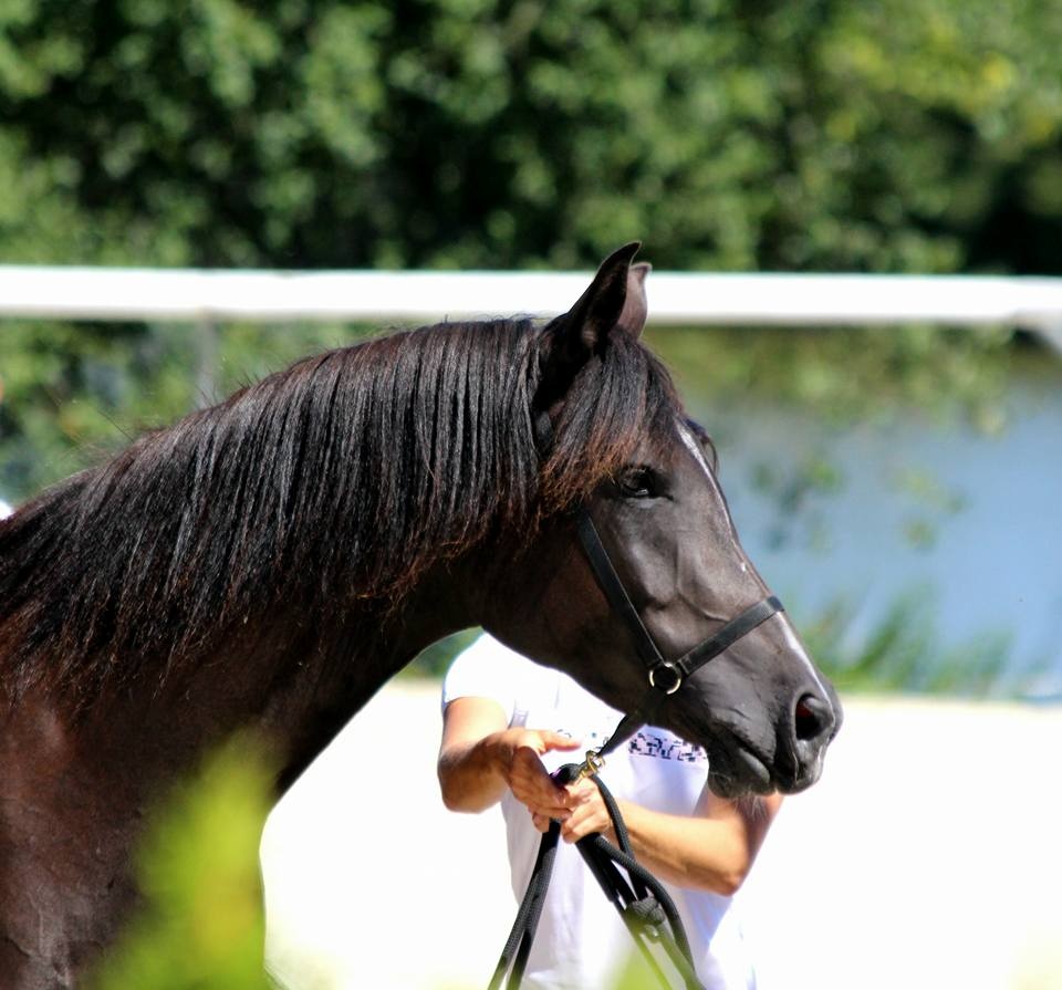 předváděcí ohlávka nylon, černá