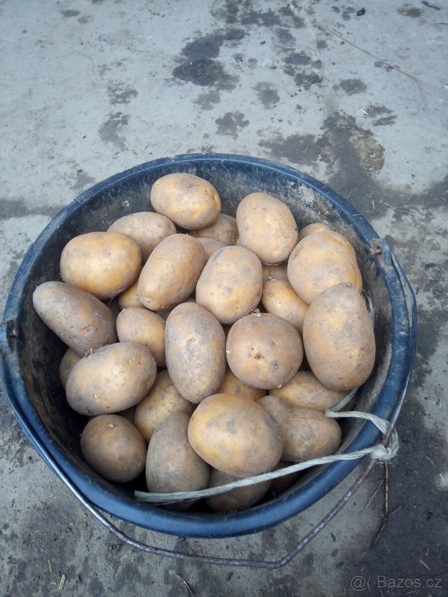 Prodám brambory