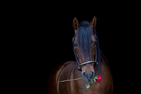 Spřízněná duše od koní