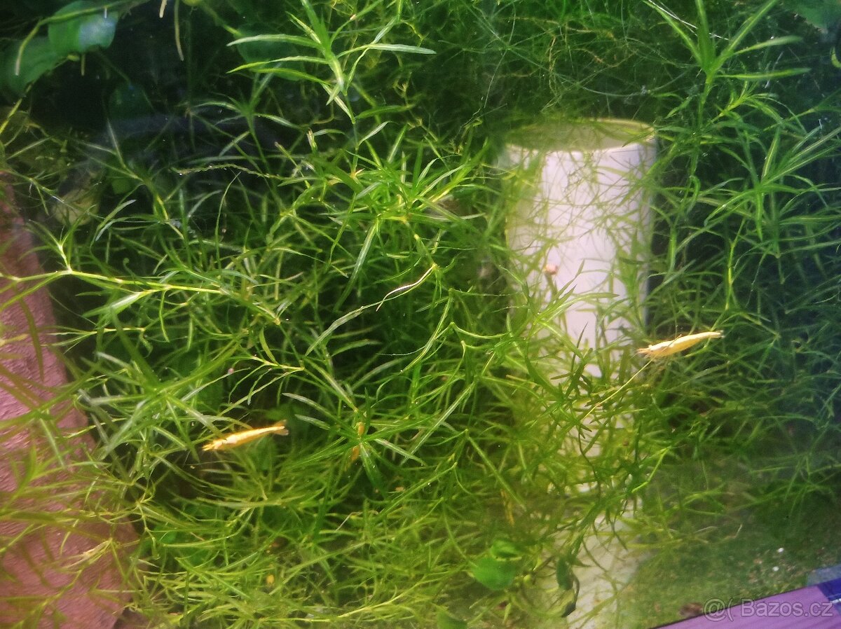 Krevetky Neocaridina