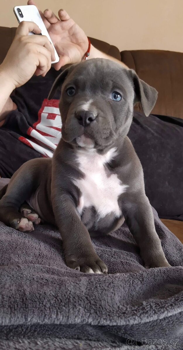 Americky stafordšírsky teriér