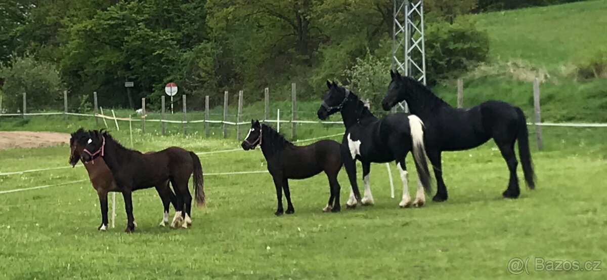 Hledám pomocníka ke koním