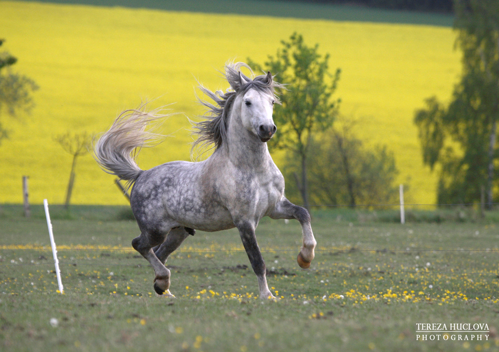 Welsh mountain pony, sekce A