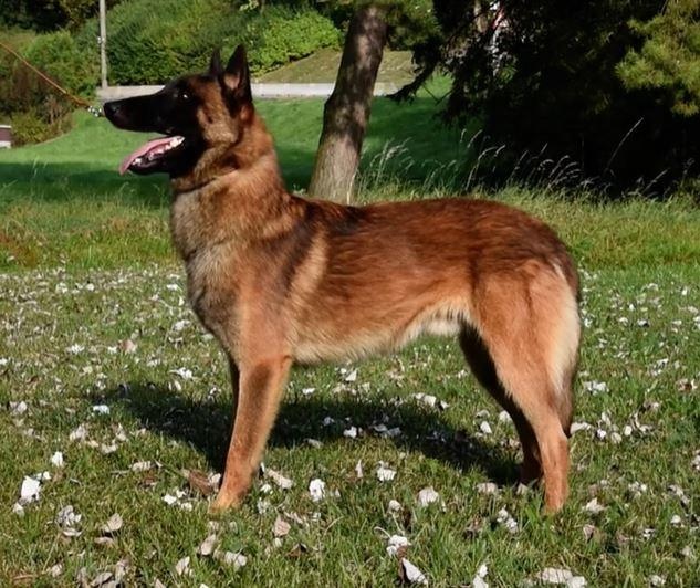Belgický ovčák malinois