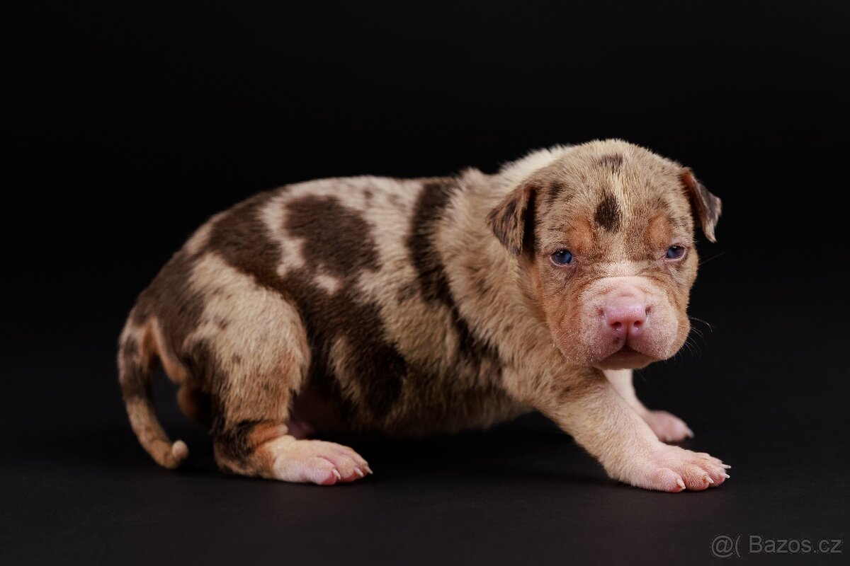 American bully xl, pitbull xxl