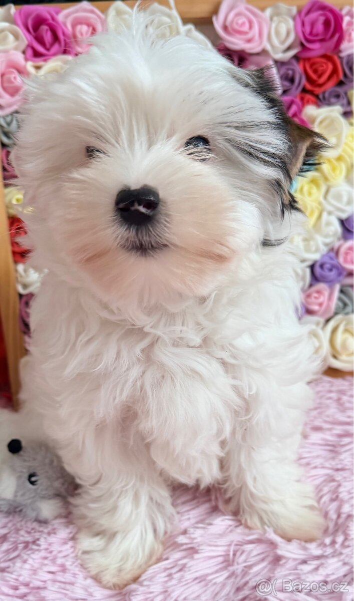 Jorkšírský teriér, fenka Kelly, nar. 1.12.2025, s PP