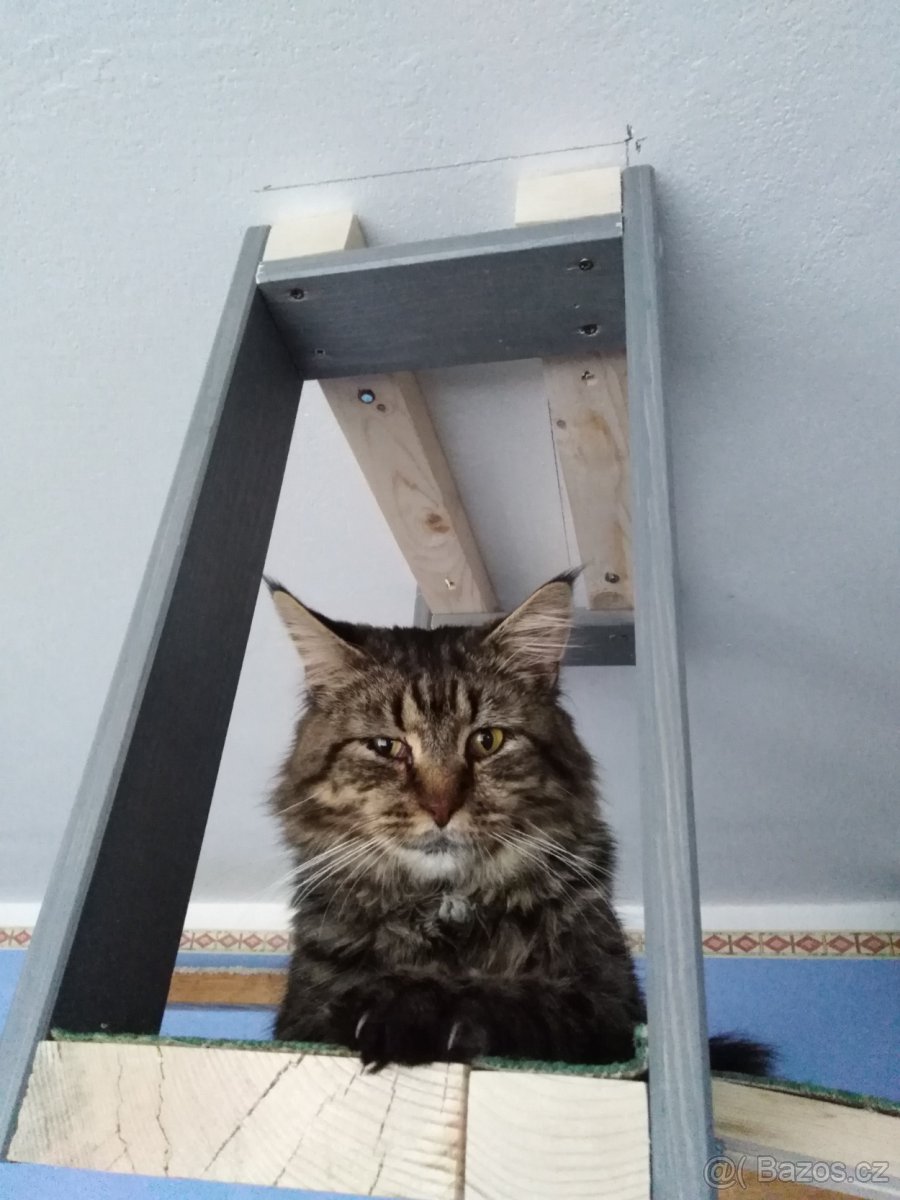 Mainsky mývalí kocour