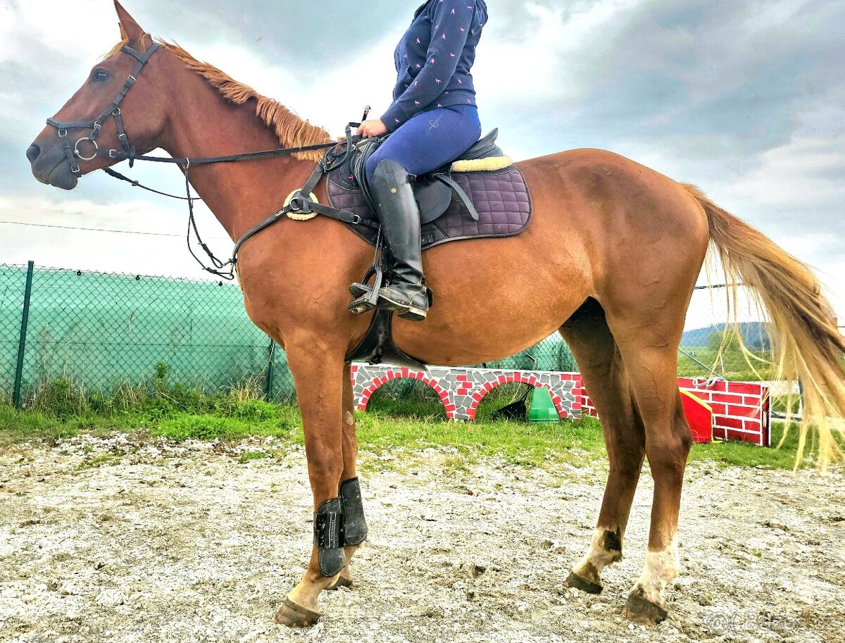 Perspektívna kobyla