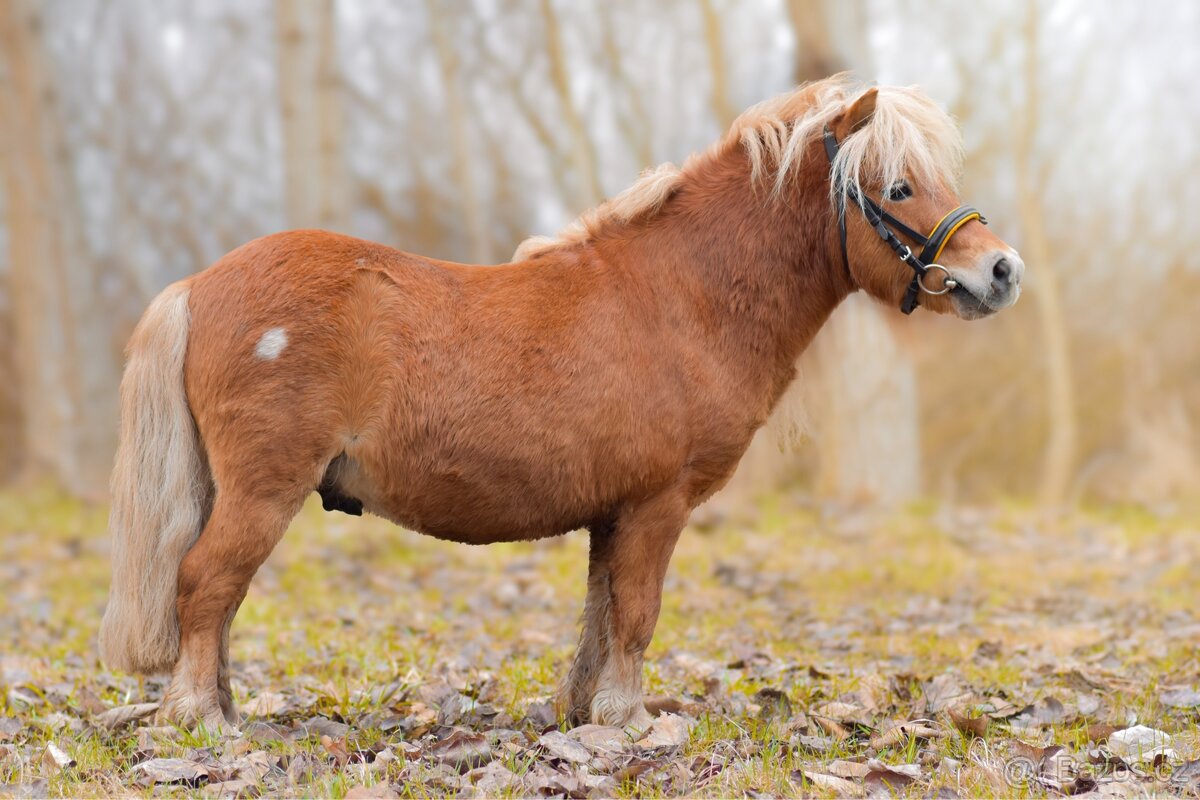 Připouštění hřebcem Shetland pony